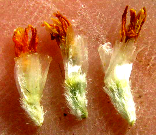 Huisache Daisy, AMBLYOLEPIS SETIGERA, pappus scales