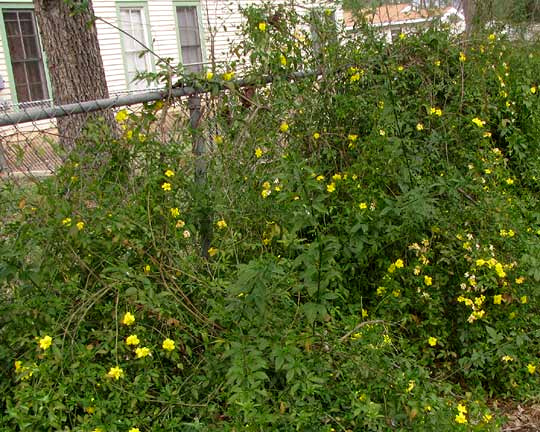 Primrose Jasmine, JASMINUM MESNYI