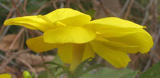 Primrose Jasmine, JASMINUM MESNYI, flower side view