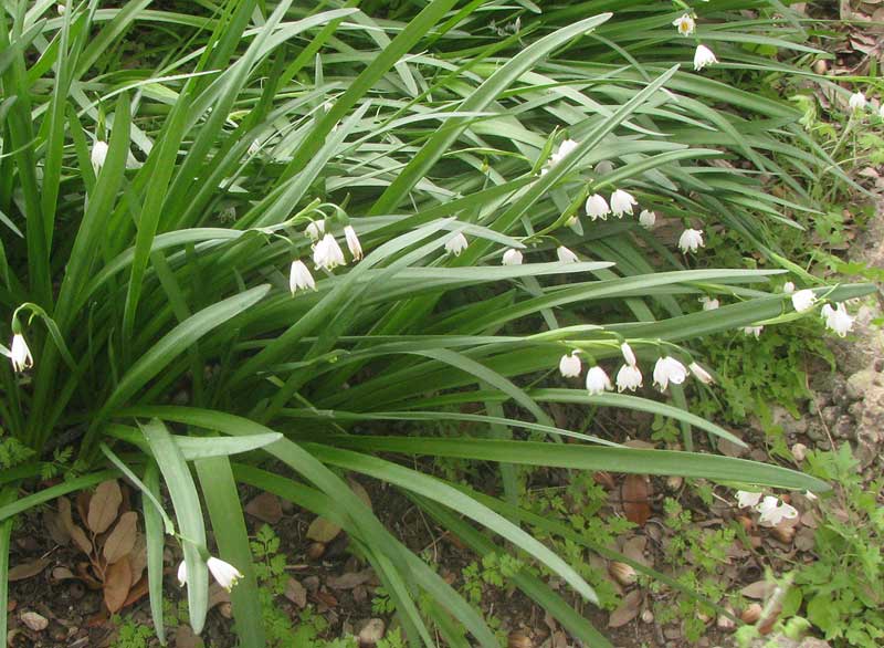 Snowflakes, LEUCOJUM AESTIVUM