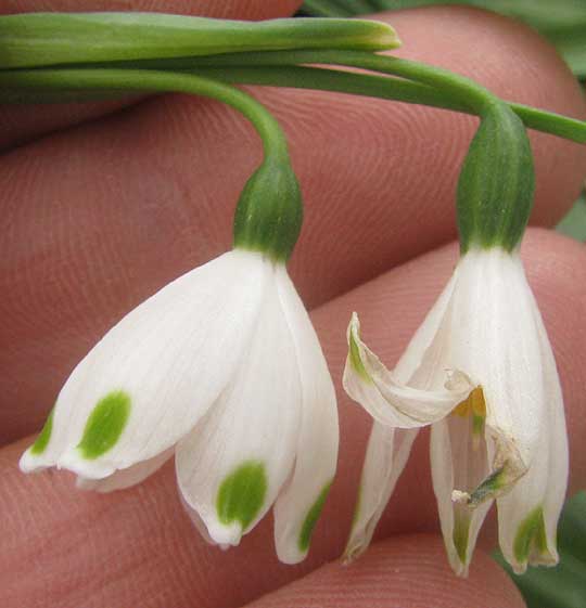 Snowflakes, LEUCOJUM AESTIVUM, flower close-up