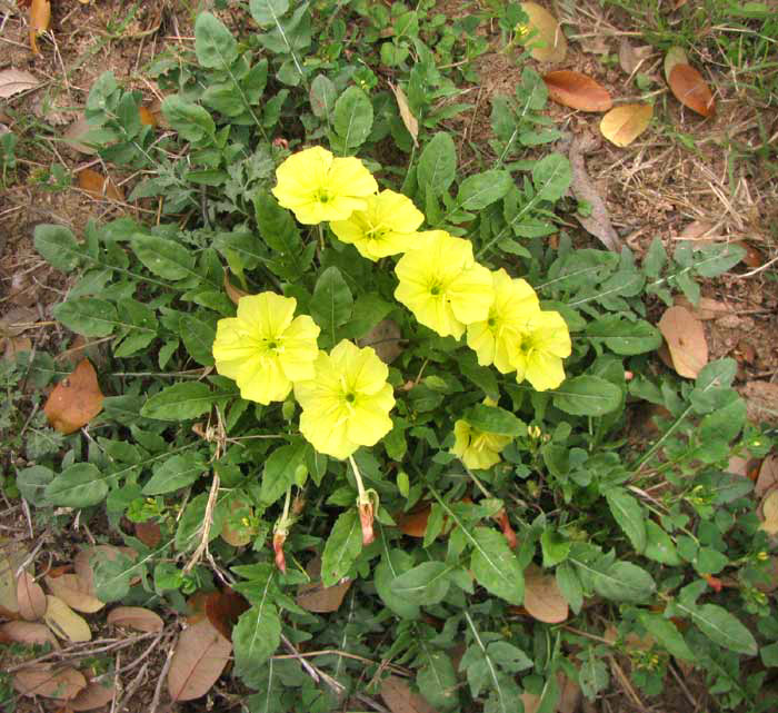 Stemless Evening Primrose, OENOTHERA TRILOBA