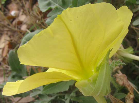 Stemless Evening Primrose, OENOTHERA TRILOBA, side view showing calyx