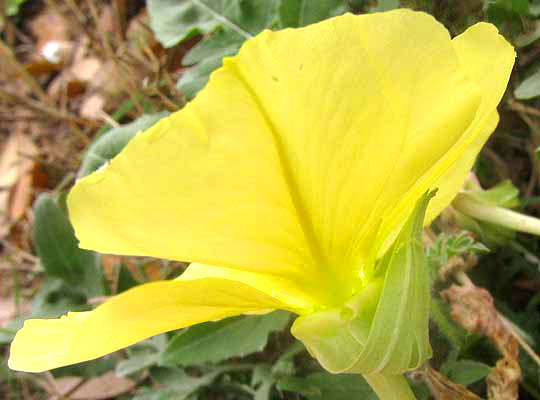 Stemless Evening Primrose, OENOTHERA TRILOBA, side view showing calyx