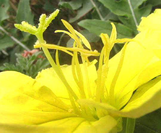 Stemless Evening Primrose, OENOTHERA TRILOBA, stamens & stigma