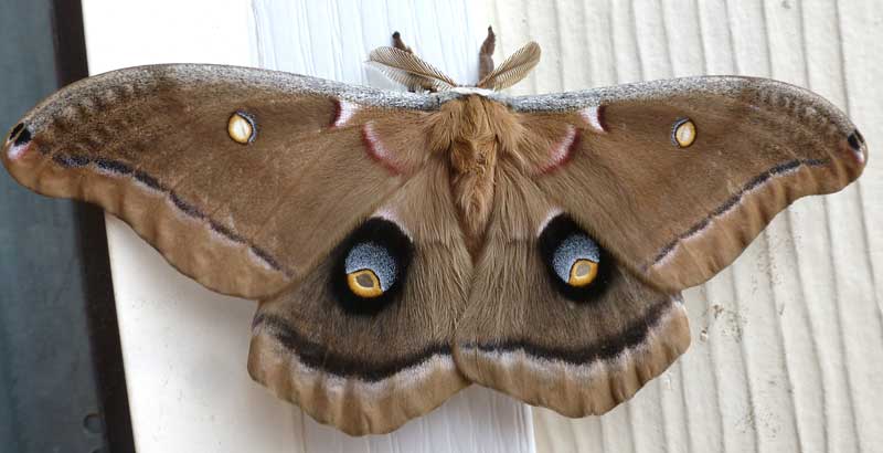 Polyphemus Moth, ANTHERAEA POLYPHEMUS, newly emerged