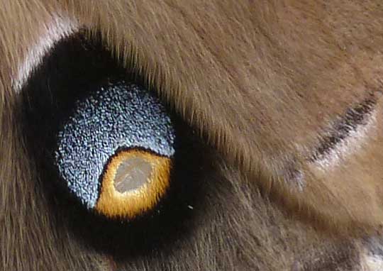 Polyphemus Moth, ANTHERAEA POLYPHEMUS, close-up of eye)