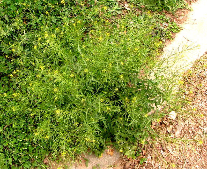 London Rocket, SISYMBRIUM IRIO