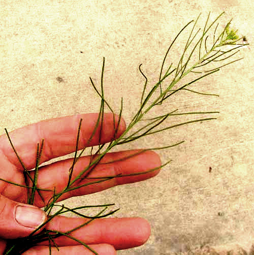 London Rocket, SISYMBRIUM IRIO, inflorescence