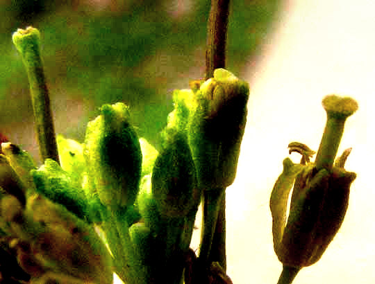 London Rocket, SISYMBRIUM IRIO, flowers with emerging immature capsules