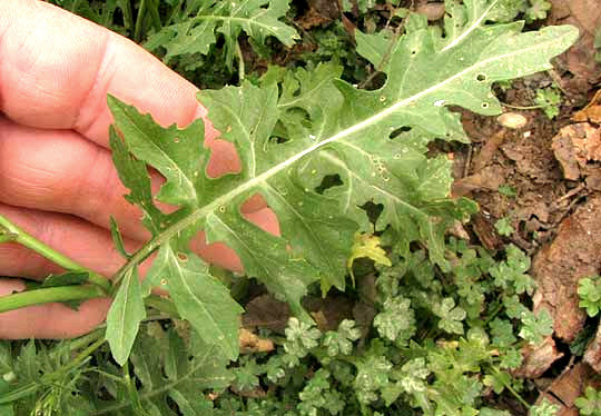 London Rocket, SISYMBRIUM IRIO, leaves