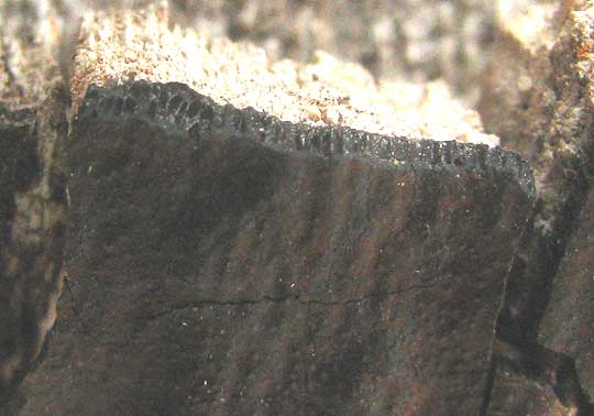 Common Tarcrust, DIATRYPE STIGMA, showing perithecia along broken edge