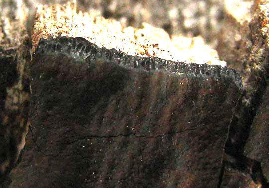 Common Tarcrust, DIATRYPE STIGMA, showing perithecia along broken edge