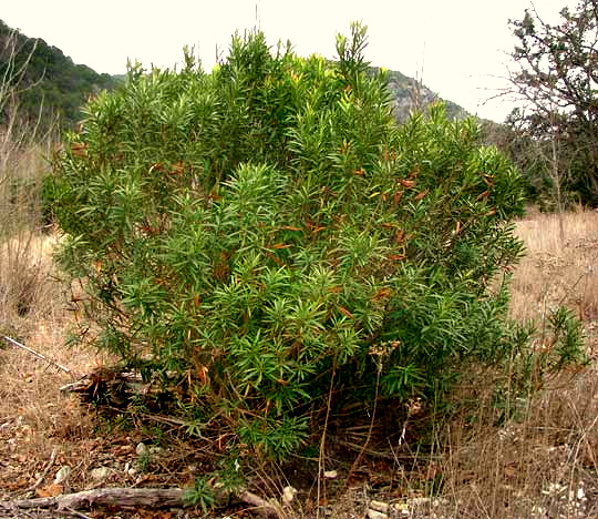 Oleander, NERIUM OLEANDER, invasive in Texas