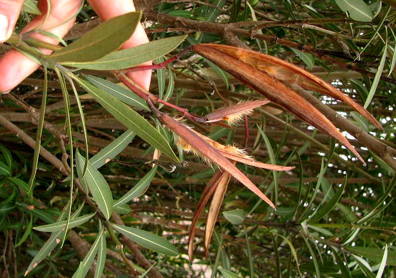 Oleander, NERIUM OLEANDER, fruits & leaves