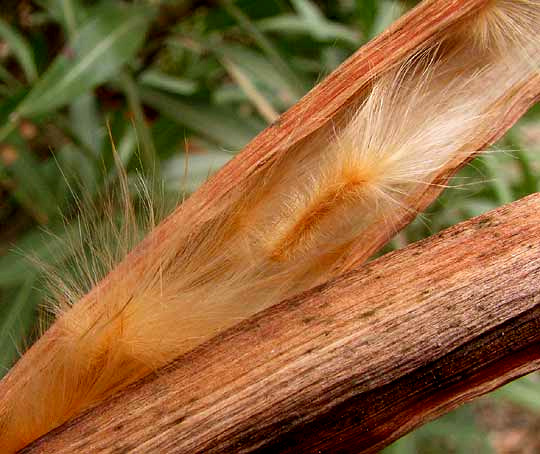 Oleander, NERIUM OLEANDER, seeds