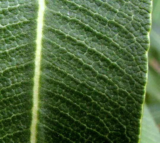 Oleander, NERIUM OLEANDER, leaf veins