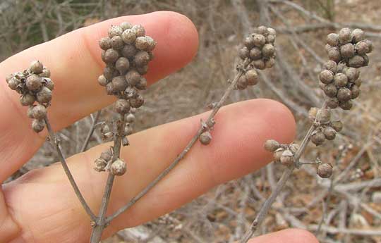 Hemp Tree or Chaste-tree, VITEX AGNUS-CASTUS, fruits