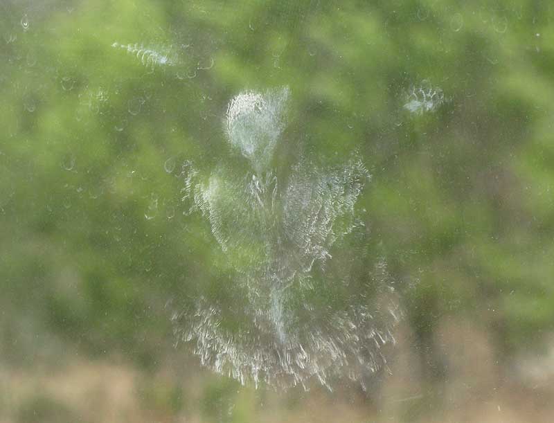 impression of bird that has collided with a window
