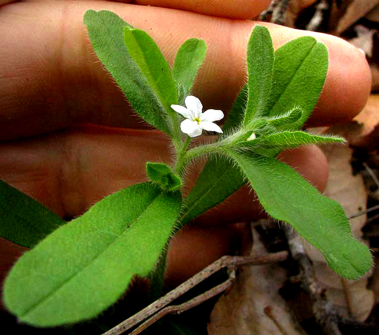 Rough Stoneseed, LITHOSPERMUM MATAMORENSE