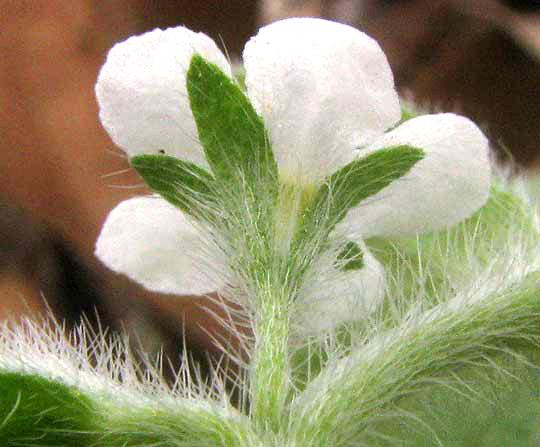 Rough Stoneseed, LITHOSPERMUM MATAMORENSE, hairy calyx and leaves