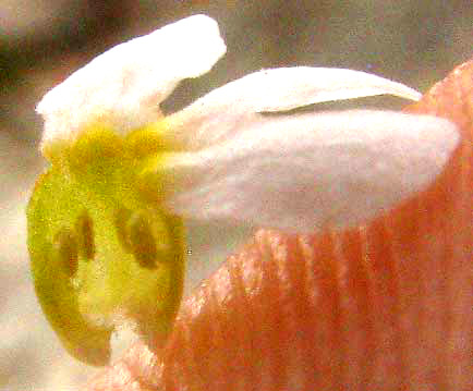 Rough Stoneseed, LITHOSPERMUM MATAMORENSE, section showing stamens arising from corolla tube