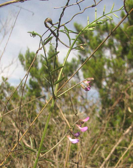 Deer-pea Vetch, VICIA LUDOVICIANA