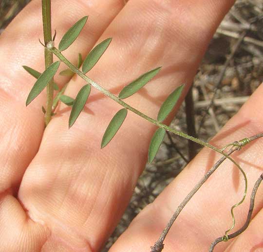 Deer-pea Vetch, VICIA LUDOVICIANA, compound leaf with terminal tendrils