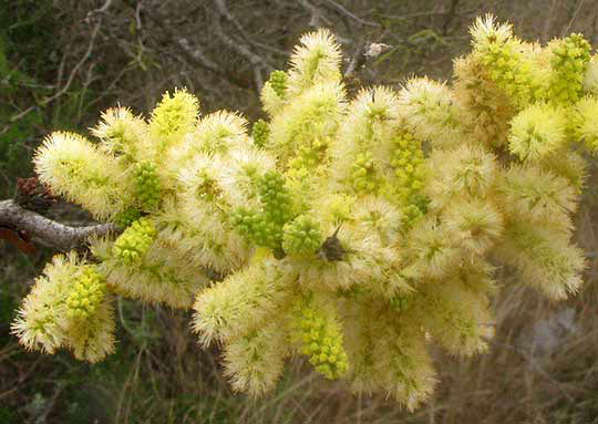 Blackbrush, VACHELLIA RIGIDULA (also Acacia rigidula), flowers