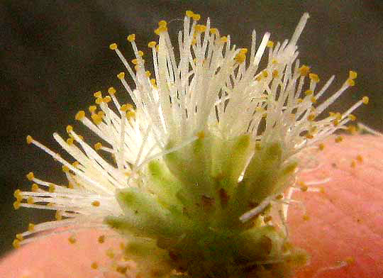 Blackbrush, VACHELLIA RIGIDULA (also Acacia rigidula), flower close-up