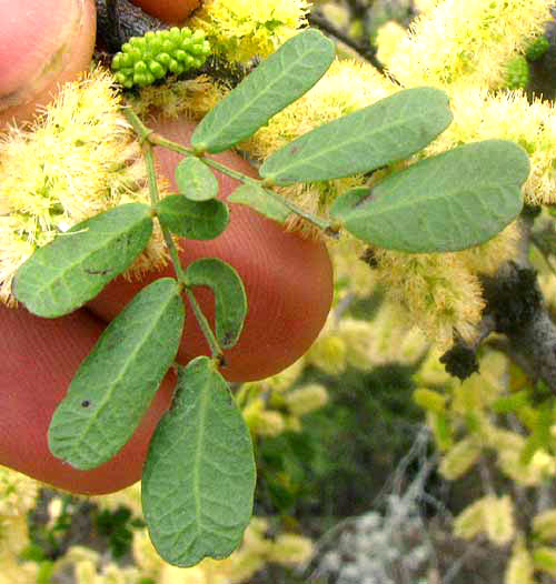 Blackbrush, VACHELLIA RIGIDULA (also Acacia rigidula), leaf