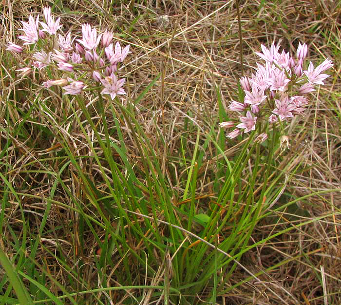 Drummond's Onion, ALLIUM DRUMMONDII