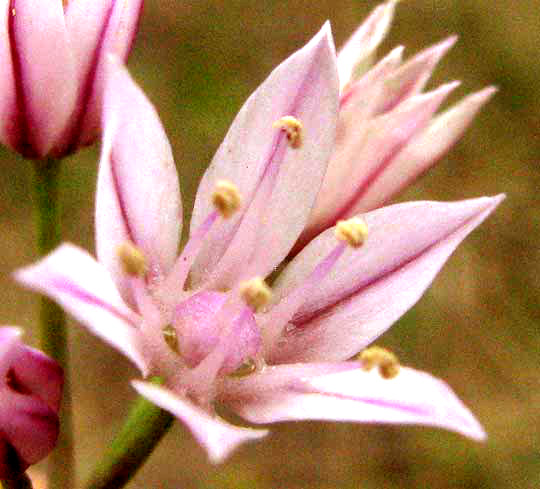 Drummond's Onion, ALLIUM DRUMMONDII, flower