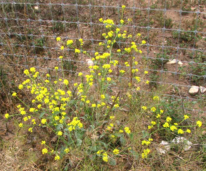 Black Mustard, BRASSICA NIGRA