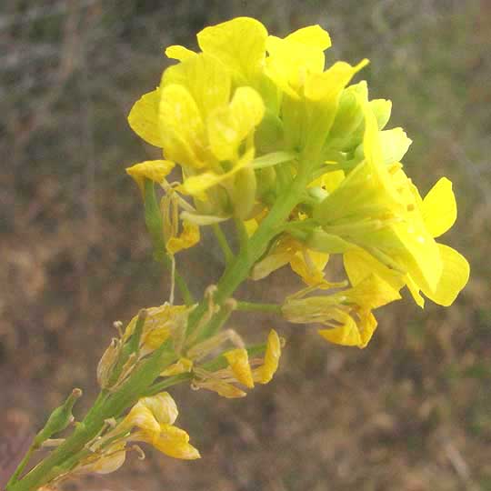 Black Mustard, BRASSICA NIGRA, flowers and maturing ovary