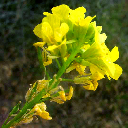 Black Mustard, BRASSICA NIGRA, flowers and maturing ovary