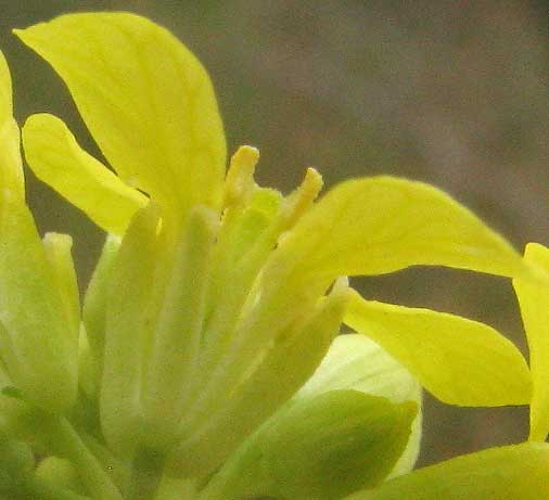 Black Mustard, BRASSICA NIGRA, flower, side view