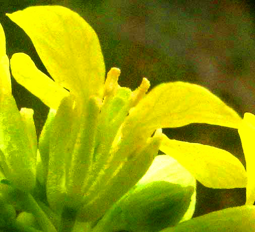 Black Mustard, BRASSICA NIGRA, flower, side view