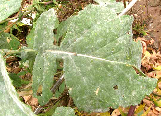 Black Mustard, BRASSICA NIGRA, leaf