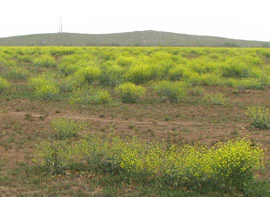 Black Mustard, BRASSICA NIGRA, field in spring