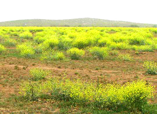 Black Mustard, BRASSICA NIGRA, field in spring