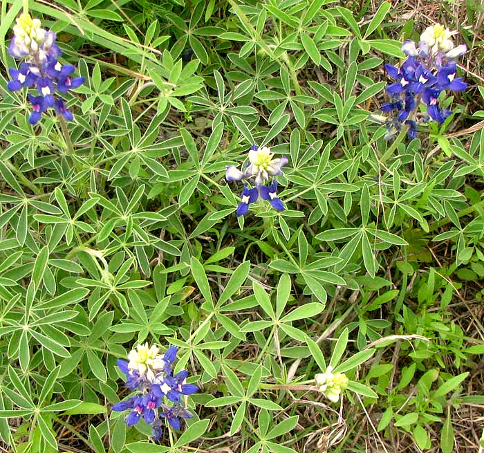 Texas Bluebonnet, LUPINUS TEXENSIS