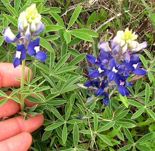 Texas Bluebonnet, LUPINUS TEXENSIS, inflorescences with white heads