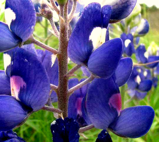 Texas Bluebonnet, LUPINUS TEXENSIS, flowers with white and purple eyes