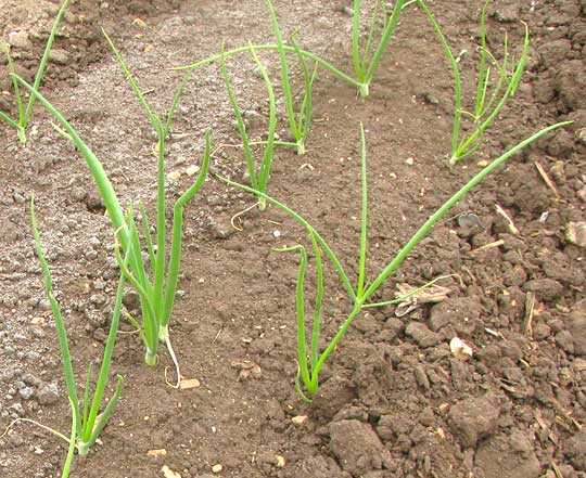 Garden Onion, ALLIUM CEPA, young planted slips