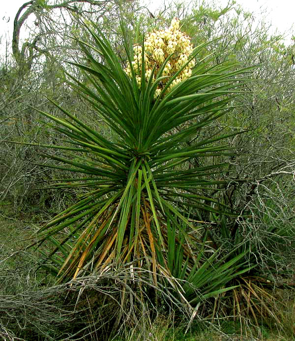 Spanish Dagger, YUCCA TRECULEANA