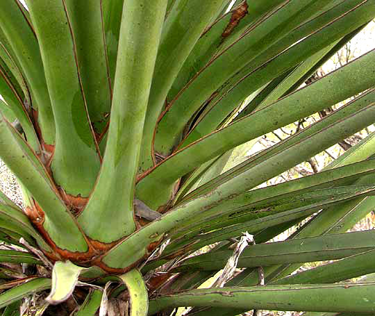 Spanish Dagger, YUCCA TRECULEANA, blade bases attaching to stem