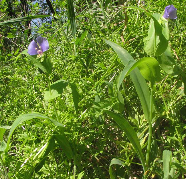 False Dayflower, TINANTIA ANOMALA