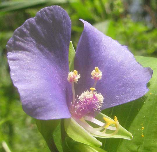 False Dayflower, TINANTIA ANOMALA, flower, showing hairy filaments