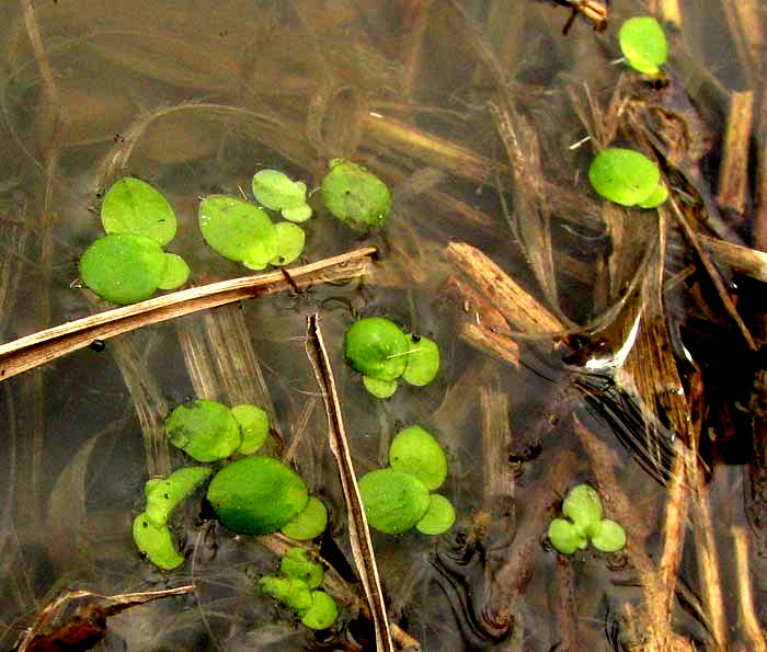 Duckweed, SPIRODELA cf PUNCTATA,